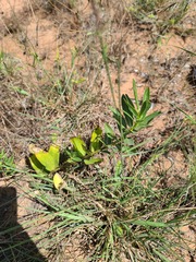 Asclepias viridis
