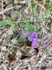 Desmodium ciliare