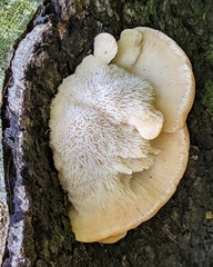 Hericium erinaceus