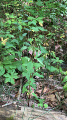 Aquilegia canadensis