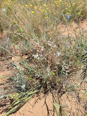 Eragrostis secundiflora