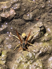 Mischocyttarus flavitarsis