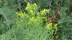 Euthamia caroliniana