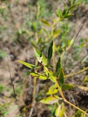 Stillingia sylvatica