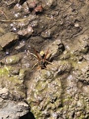 Mischocyttarus flavitarsis