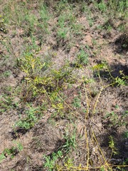 Stillingia sylvatica