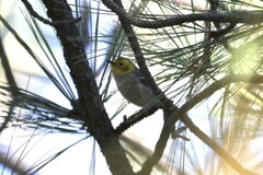 Setophaga occidentalis