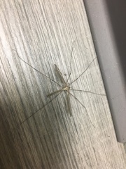 Tipula