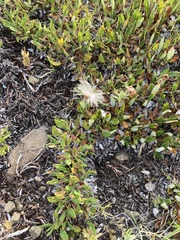 Dryas hookeriana