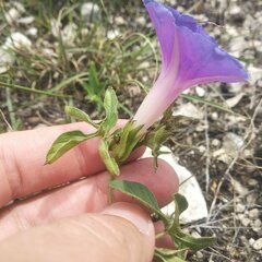 Ipomoea pubescens