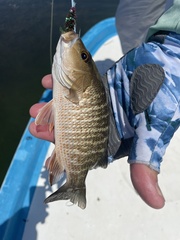 Lutjanus griseus