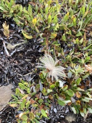 Dryas hookeriana