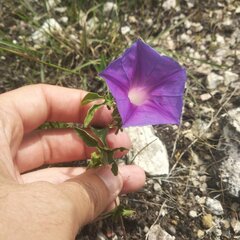 Ipomoea pubescens