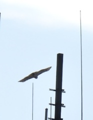 Buteo jamaicensis