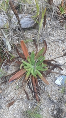 Plantago maritima