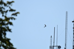 Buteo jamaicensis