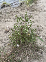 Symphyotrichum ciliatum