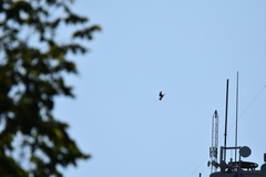 Buteo jamaicensis
