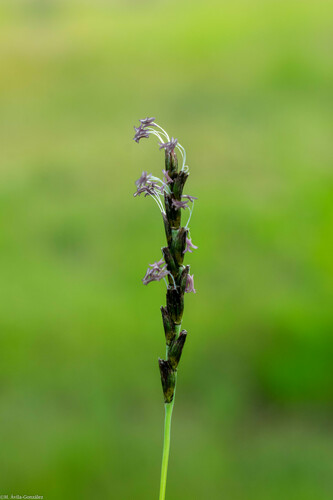 Swallen's curly-mesquite (Hilaria swallenii)