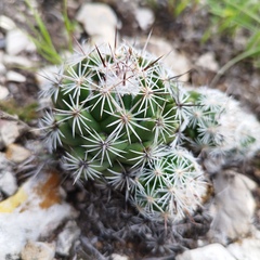 Neolloydia conoidea