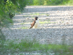 Buteo brachyurus