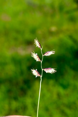 Bouteloua chondrosioides