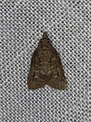 Platynota idaeusalis