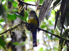 Trogon rufus
