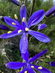 Pasithea caerulea