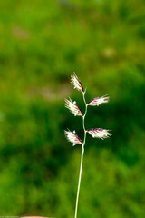 Bouteloua chondrosioides