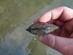 Ortmanniana ligamentina