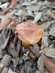 Lanmaoa pseudosensibilis