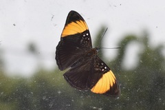 Adelpha melanthe
