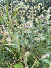 Mirabilis nyctaginea