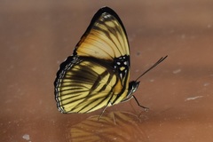 Adelpha melanthe