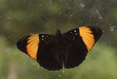 Adelpha melanthe
