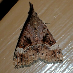 Hypena obsitalis