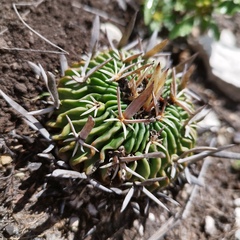 Echinofossulocactus