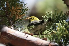 Setophaga occidentalis