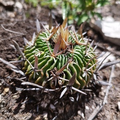 Echinofossulocactus