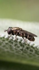 Eumerus