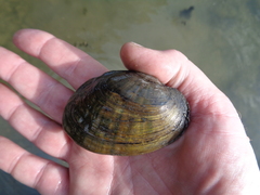 Ortmanniana ligamentina