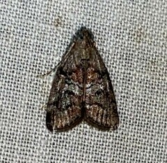 Pococera asperatella