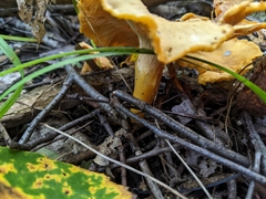 Cantharellus