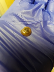 Aegopinella nitidula