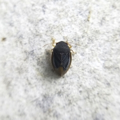 Schizopteridae