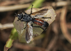 Cylindromyia
