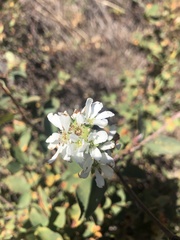 Amelanchier utahensis