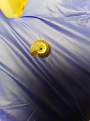 Aegopinella nitidula