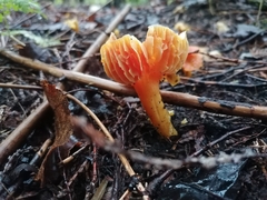 Hygrocybe punicea
